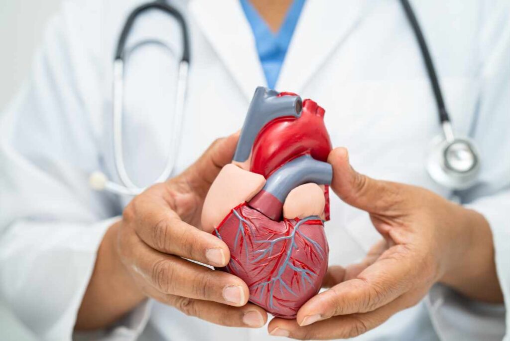 Doctor holding a model of the heart showing the impact of chronic stress on the cardiovascular system