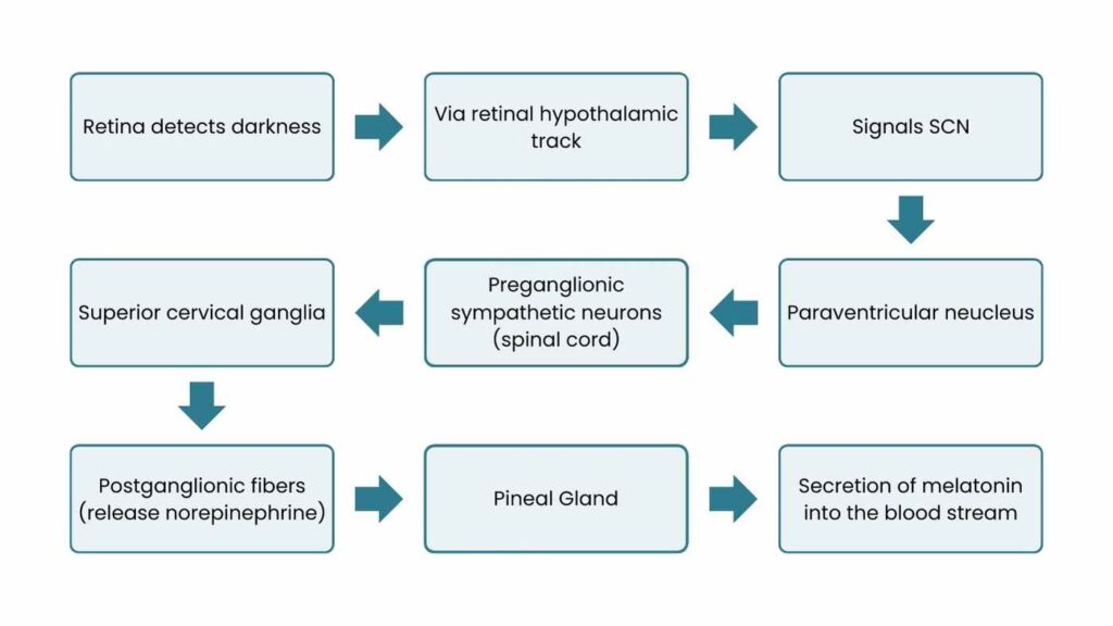 Signaling Chemicals Pathway Steps in the Melatonin Production Process